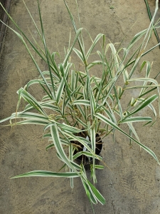 Lasecznica trzcinowata arundo donax Variegata - L