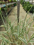 arundo donax Variegata