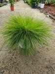 Deschampsia flexuosa Amilime