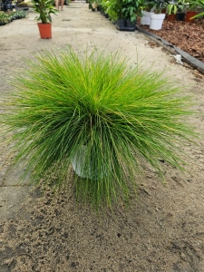 Śmiałek Pogięty Deschampsia flexuosa Amilime - L