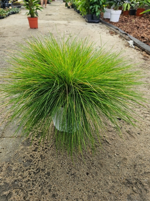 Deschampsia flexuosa Amilime