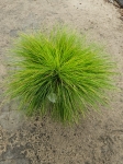 Deschampsia flexuosa Amilime