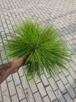 Deschampsia flexuosa Amilime