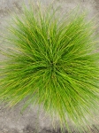 Deschampsia flexuosa Amilime