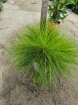 Deschampsia flexuosa Amilime