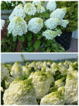 hydrangea paniculata Mont Blanc