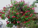 Lonicera periclymenum Belgica