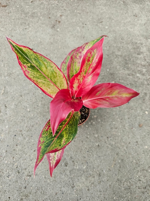 Aglaonema Crete Flame