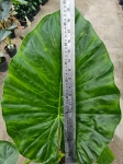 Alocasia macrorrhiza - L