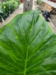 Alocasia macrorrhiza - L