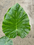 Alocasia macrorrhiza - L