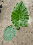 Alocasia macrorrhiza - L