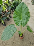 Alocasia macrorrhiza - L