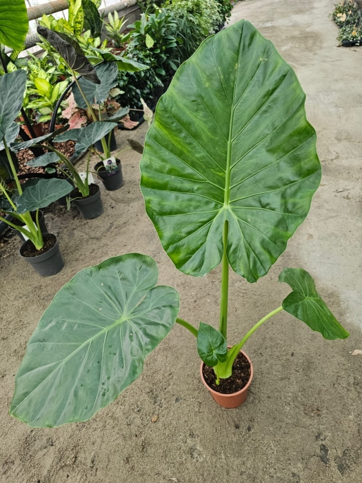 Alocasia macrorrhiza - L