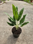Aglaonema Greyhound