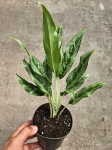 Aglaonema Greyhound