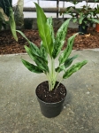 Aglaonema Greyhound