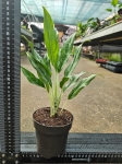 Aglaonema Greyhound