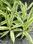 Aglaonema Matcha Lemon