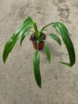 Philodendron Holtonianum aff.