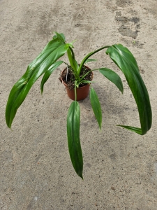Philodendron Holtonianum aff. - M