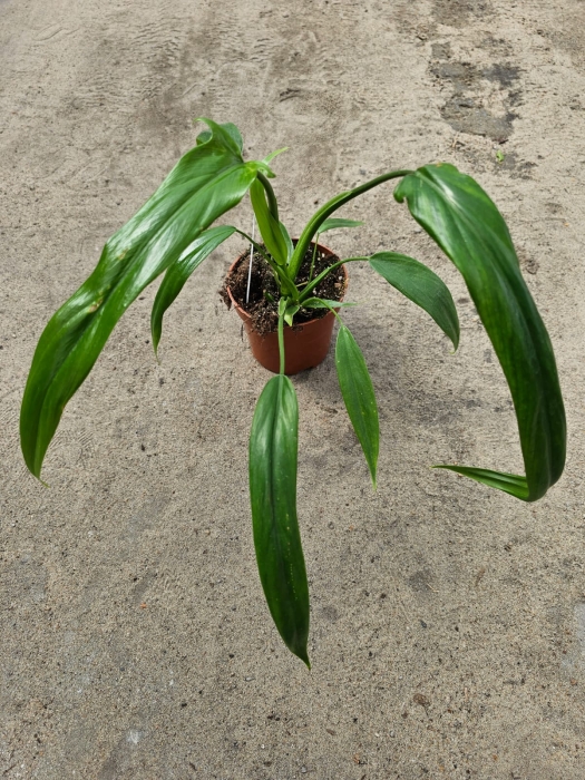 Philodendron Holtonianum aff.