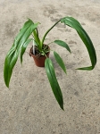 Philodendron Holtonianum aff.