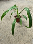 Philodendron Holtonianum aff.
