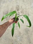 Philodendron Holtonianum aff.