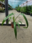 Philodendron Holtonianum aff.