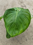 Philodendron Microstictum