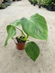 Philodendron Microstictum