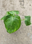 Philodendron Microstictum