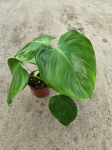 Philodendron Microstictum