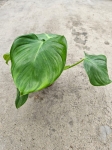 Philodendron Microstictum