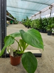 Philodendron Microstictum
