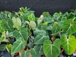 Philodendron gloriosum Dark Form