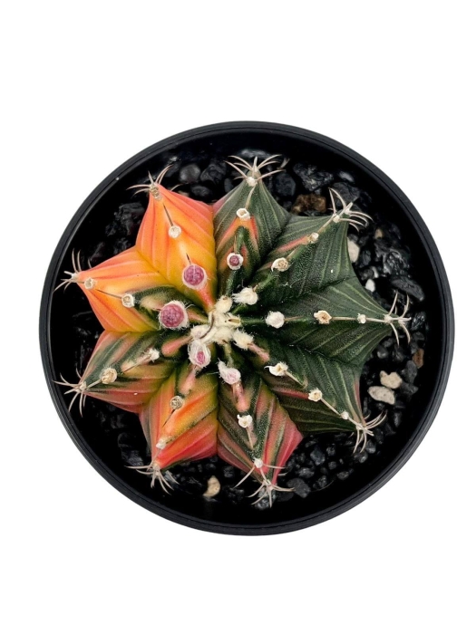 Gymnocalycium mihanovichii
