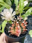 Gymnocalycium mihanovichii