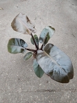 Philodendron Black Cardinal