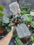 Philodendron Black Cardinal