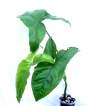  Syngonium podophyllum