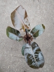 Philodendron Black Cardinal