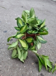 Hoya ds70