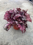 Begonia Lambada