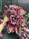 Begonia Lambada