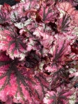 Begonia Lambada