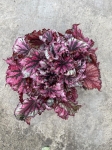 Begonia Lambada