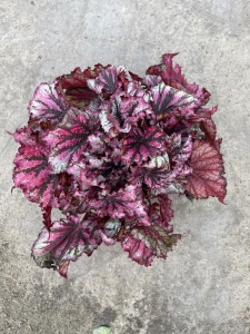 Begonia Lambada - M