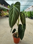 Philodendron melanochrysum